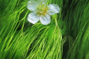 海外「日本には水中に咲く花がある」日本の固有種、バイカモ（梅花藻）に対する海外の反応