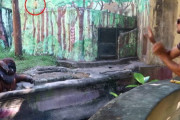 バナナを投げると皮を返してくれるバリ動物園のオラウータン、しかしバナナが無くなると…？