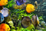 日本の水族館の「飼育員に聞いてみよう」の質問がぶっ飛んでて笑った！【タイ人の反応】