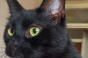 寝坊は断じて許さニャイ！毎朝決まった時間に鏡のライトをつけて飼い主を起こす猫