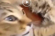子猫に混じり妻猫のミルクをむさぼり飲む父猫　海外「顔ｗｗｗｗｗ」