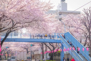 外国人「やはりこれが見れる4月は日本で最も良い月だと思う！」