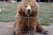 「もっと下さいな」巨大クマが食パンを欲しくて手をチョイチョイさせる様子が可愛い