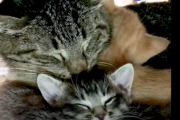 心に傷を負った年老いたネコが、子猫の世話を通じて元気に。海外の反応