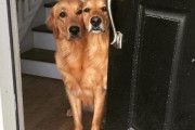 外国人「うちの犬が新種みたいになったので見せていくｗｗｗｗ」