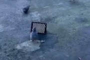 【悲報】術中にはまってしまったハトが海外で話題に