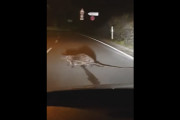 ほっこり動画　ビーバーの巣作り手伝った