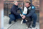 【海外】「奇跡の生還！警察官に100万回のキスを贈った犬の物語」