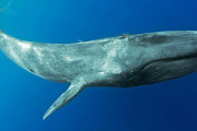 海外「日本人に教えろ！」クジラが地球を救ってくれるかもしれない可能性に海外興味津々！（海外の反応）