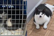 【海外】「愛する人を失った猫、シェルターで静かに過ごすも、里親の元で愛情深い影に変身」