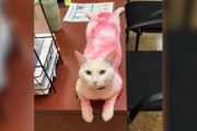 【海外】ピンクの猫が迷い込む！？シェルタースタッフが驚愕した瞬間とは
