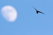 【海外】「鳥はどれくらいの時間、着地せずに飛び続けられるのか？驚きの飛行力とその秘密を解説！」