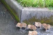 「ママはどこ～？」野生のイノシシ赤ちゃんが可愛すぎる 海外の反応