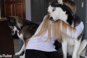 愛犬2匹の片方にだけハグし続けると、もう片方はどんな反応をする？ハスキー2匹に飼主さんが検証してみた結果…