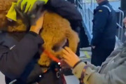 飼い主と再会した犬、「しっぽが千切れそう」なほど喜んで妻より大興奮