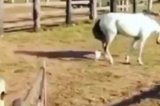 命知らずのニワトリが海外で話題にｗｗｗ　海外の反応