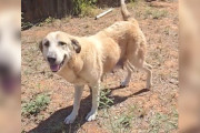 【海外】「愛に飢えた子犬たちを救うため、母犬がフェンスをくぐり抜けた奇跡の物語」