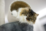 【海外】トルコアンゴラ猫の魅力：遊び心満載で、忠実で美しい猫のすべてを大公開！