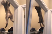 猫の身体能力ぱねぇ！ドアの枠上部から体を揺らして棚に飛び移り大成功