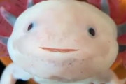 ぬいぐるみみたいに可愛いアホロートル（メキシコサンショウウオ）のあくびにほっこり！