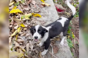【海外】「助けてくれる人に気づいた！捨て犬の感動の瞬間を見逃すな！」