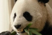 中国人「母親が毎日食べている日本のこれ、我が家のグルメの最先端」　中国人「一体どんな味がするの？」「ご飯に混ぜて食べるとクセになる」