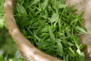 緑茶・ほうじ茶・ウーロン茶…イギリス人が日本のお茶をレビューしまくる！「めっちゃイギリス人的レビューww」「ゲイティー？」海外の反応