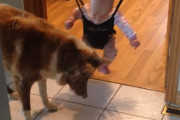 「こいつ動くのに捕まえられないぞ！」赤ちゃんの影を何度もジャンプして踏みつける犬