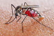 【ヤバイ】蚊に刺された男性、感染症で足が5倍にまで膨れ上がり治療不可能に