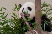 【中国】遊びたい赤ちゃんパンダ vs 掃除したい飼育員 海外の反応