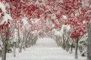海外「日本の紅葉が神戸牛にしか見えないんだが」美しい写真を見た外国人の発想が謎すぎるｗｗｗ