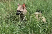 【海外】農家が見つけた神秘的な「地球のオオカミ」赤ちゃん　彼女に必要な助けとは？