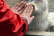 日本の動物園でコミュニケーションを取るスタッフとマヌルネコ（海外の反応）