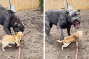 チワワがおやつを守るため何倍も大きな犬に立ち向かうも現実は厳しかった…