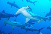 ガラパゴス諸島近海に中国漁船260隻が集結！ 海洋生態系に深刻な被害を及ぼす恐れありエクアドル政府が警戒