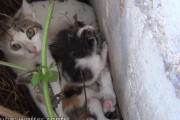 足を引きずりエサを求めて庭にやってきた子育て中らしき三毛猫。保護することに決めたものの「子猫はどこ？」