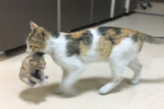 病院に体調の悪い子猫をくわえてやってきた母猫の姿に世界がホッコリ！ スタッフの対応も素敵すぎたお話
