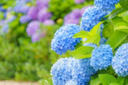 韓国人「初夏の田舎の風景をご覧ください」
