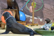 ベルギーの動物園、アシカに首輪とリードをつけ子供の乗るボートを引っ張らせて炎上