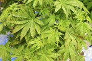 【海外の反応】日本は2023年に大麻事件が過去最高で若年層が7割を占めた　海外の反応「日本政府の機能不全、米国では社会的に受け入れられている」