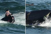 海外「人間はまずいぞ！ｗw」 ダイバーがクジラに飲み込まれそうになった珍事件に世界中が驚いた！ 海外の反応