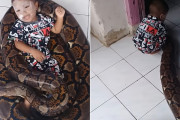 人間の子供を丸呑みできそうなくらい巨大なヘビをソファー代わりにしてしまう最強幼児！