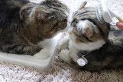 ぬいぐるみ''だけ''を目の前でブラッシングされた猫→「僕は…？」拗ねて箱に丸まり涙をポロリ(ﾟ´ω｀ﾟ)