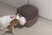 「これじゃなきゃだめなんだ！」どうしてもぬいぐるみを住み家に入れたい犬(ブラジル)