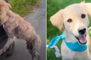 犬種がわからないほどボロボロの状態で保護された犬、回復後にその正体が判明