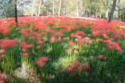 【海外の反応】「マジで天国かと思った。」日本の彼岸花祭り！
