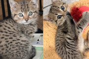 【海外】「猫の鳴き声に誘われて地下室へ…小さな子猫を抱きしめた男の感動ストーリー」