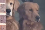 毎年、夏が来るのをワクワクして待ちわびる2匹の犬…その理由は「これが楽しいから！」