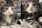 【海外】特別な助けが必要！見つけた小さな子猫の感動ストーリー