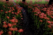 海外「実在する花だったのか！」 日本のとある花畑が恐ろしくも美しいと話題に
